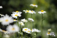 Blumen im Garten der Villa Tyrol in Meran